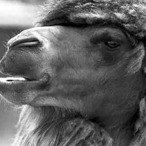 A close-up of a camel at Twycross Zoo, Warwickshire. 14th June 1984 A close-up of a camel at Twycross Zoo, Warwickshire. 14th June 1984
