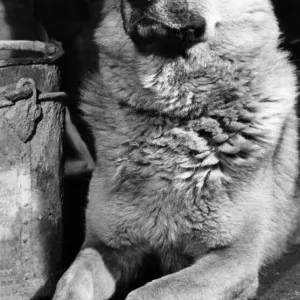 Close ups of Prince the watchdog - held in the tight grip of his handler