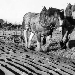 Two Clydesdales Prince and Glen in a ploughing competition in 1973 Two Clydesdales Prince and Glen in a ploughing competition in 1973