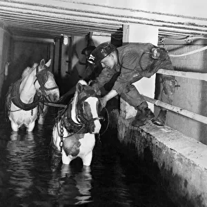 Coal Mining Pit Ponies. March 1941 P017821