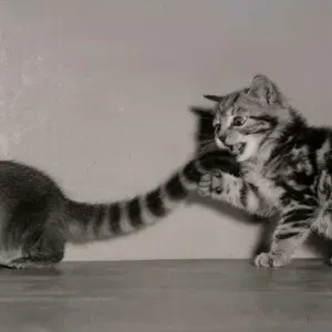 Coati Mundi attacked by a Kitten September 1957 A&copy;Mirrorpix
