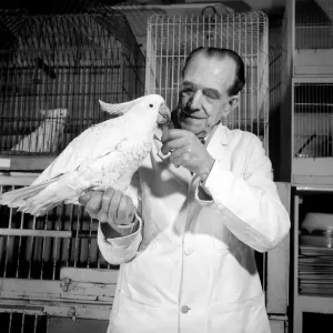 A cockatoo gets the beauty treatment at a Slough pet store. March 1958 A684a-003