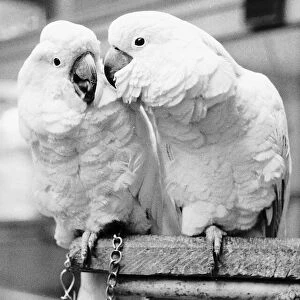 Cockatoos at Bristol Zoo 1959