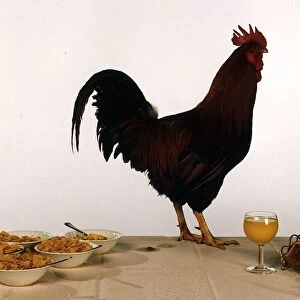 A Cockerel standing on a table next to a bowl of cornflakes, a glass of orange juice