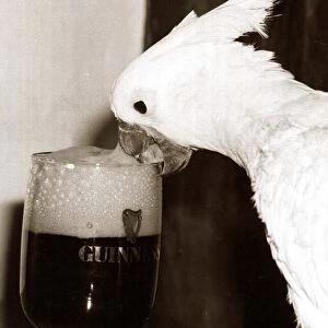 Cocky the Cockatoo - January 1981 sipping a glass of Guinness