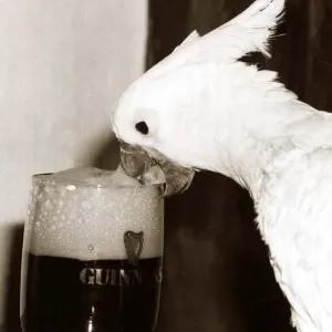 Cocky the Cockatoo - January 1981 sipping a glass of Guinness Cocky the Cockatoo - January 1981 sipping a glass of Guinness