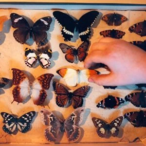 A collection of butterflies in February 1999