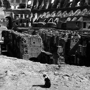 The Colosseum in Rome Italy - September 1971 A cat seeks its prey in the gaunt