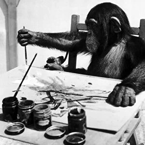 Congo the Chimpanzee belonging to Granda Television Network limited is pictured painting
