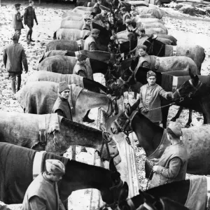 Un contingente di mulettieri ciprioti che sono recentemente sbarcati in Francia hanno ora preso posto. Un contingente di mulettieri ciprioti che sono recentemente sbarcati in Francia hanno ora preso posto.