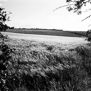 Corn field in Broxted, Essex. 14th July 1946 Corn field in Broxted, Essex. 14th July 1946