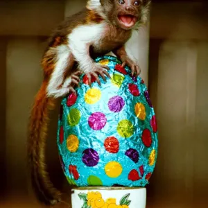 Cotton-top Monkey Sparky with Easter Egg Print, April 1990
