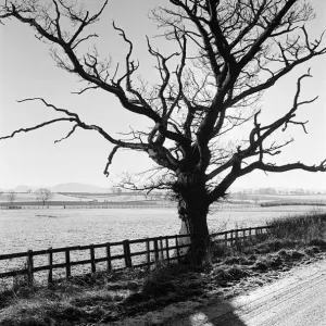 Countryside Scenes, Cleveland, North Yorkshire, 1st February 1980 Countryside Scenes, Cleveland, North Yorkshire, 1st February 1980