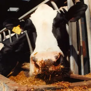 A cow feeding while it is being milked