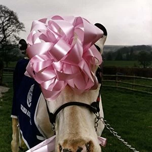 Cows Cattle Prize winning cow Pamela wearing pink ribbon on head and blue wrap over coat