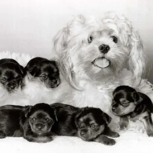 Cracker the dog has become a stand-in mother for five orphaned Yorshire terriers