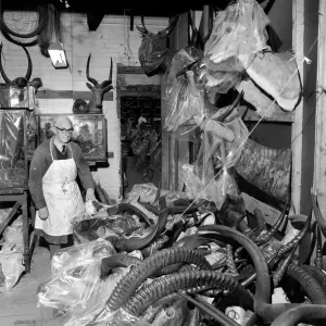 Craftsmen at work in a taxidermist workshop, seen here sorting through antlers Circa 1964