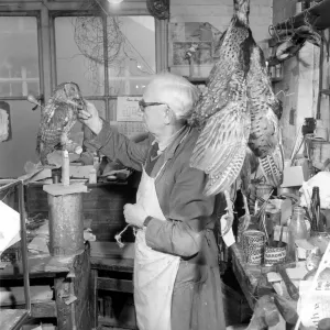Craftsmen at work in a taxidermist workshop adds the final touches to a stuffed tawney