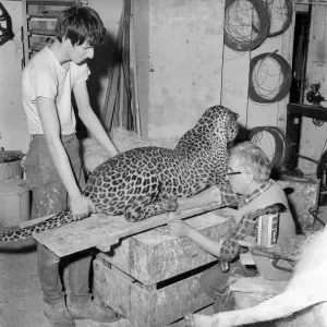 Craftsmen at work in a taxidermist workshop Circa 1964