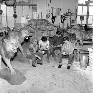 Craftsmen at work in a taxidermist workshop seen here taking a tea break amongst the big