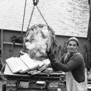 Crewman of the Trawler Marbi Larde seen here unloading their catch at the Hull Fish Dock Crewman of the Trawler Marbi Larde seen here unloading their catch at the Hull Fish Dock