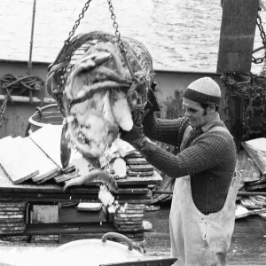 Crewman of the Trawler Marbi Larde seen here unloading their catch at the Hull Fish Dock Crewman of the Trawler Marbi Larde seen here unloading their catch at the Hull Fish Dock