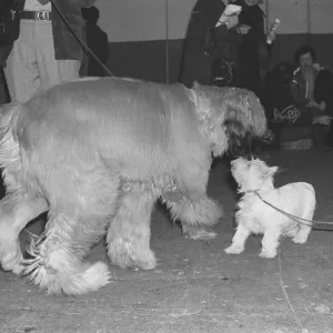 Crufts Dog Show Print: Catching Up with Old Friends