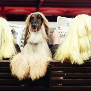 Crufts Dog Show Print, 14th March 1995