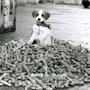 Crumbs the terrier dog sitting on a pile of dog biscuits