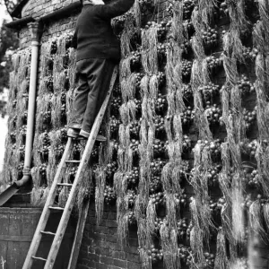 A curious effect caused by the old fashioned method of hanging out onions for the A curious effect caused by the old fashioned method of hanging out onions for the