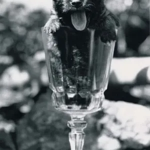 Cute Chihuahua puppy in a wine glass May 1984