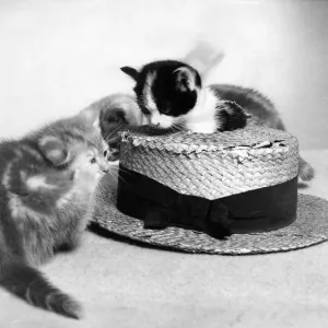 Two cute kittens, one sitting on a straw hat. Circa 1980 P011945 Two cute kittens, one sitting on a straw hat. Circa 1980 P011945
