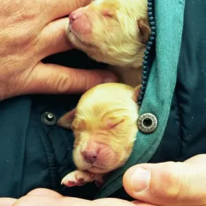 Two cute puppies Two cute puppies