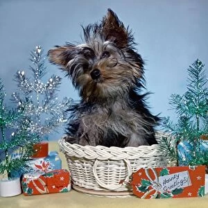 Cute puppy sitting in basket, surronded by christmas decoration christmas setting
