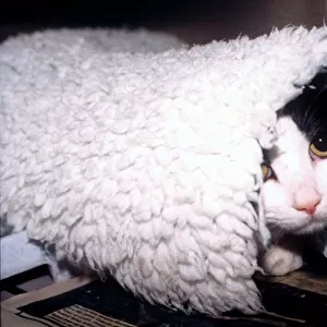 Cute pussy cat in a rug