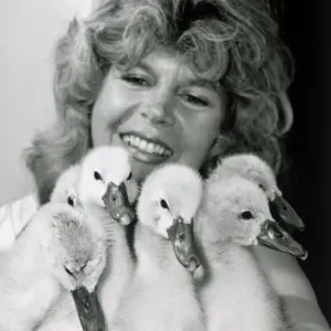 Six cygnets abandoned by their mother June 11 1985 P044284 Six cygnets abandoned by their mother June 11 1985 P044284