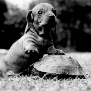 One of the three Dachshund puppies born to champion Minutest 1960 One of the three Dachshund puppies born to champion Minutest 1960