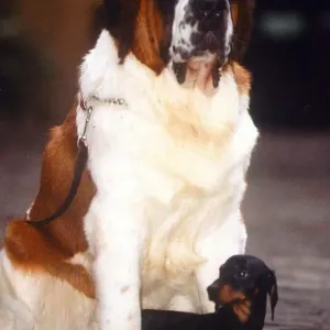 Dachshund and St Bernard - January 1995