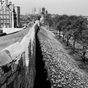 Daffodils behind the city walls, York Circa 1961