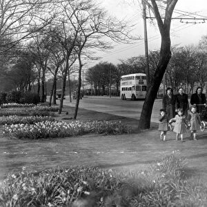Daffodils are in season along the Great North Road in Newcastle in 1953