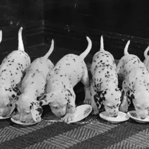 Dalmatian Puppy peeps over a large wicker basket Animals Dogs Puppies Dalmatian Puppy peeps over a large wicker basket Animals Dogs Puppies