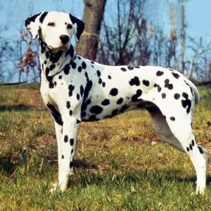 A Dalmation Dog August 1994
