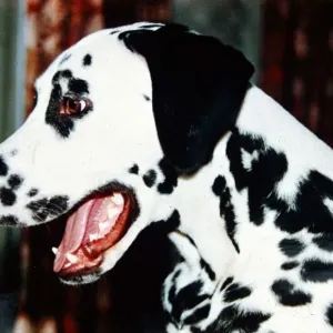 Dalmation Dog - February 1990 Animals Dogs Dalmation Dog - February 1990 Animals Dogs