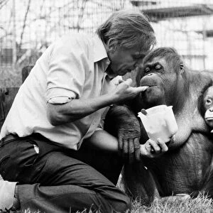 David Attenborough with orangutan and her baby at London Zoo, Friday 2nd April 1982