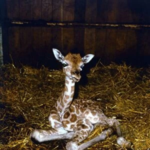One day old baby Giraffe at Longleat Safari park One of first surviving giraffe