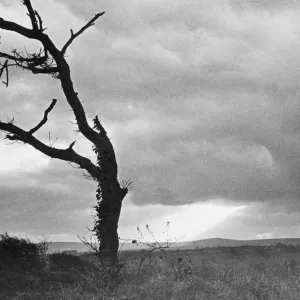 A dead tree is silhouetted against the suns rays on heath land A dead tree is silhouetted against the suns rays on heath land