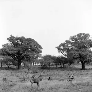Deer walking in the trees at Richmond Park in London. October 1952 C5266-002