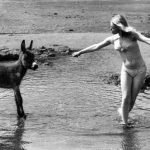 Deidre Baker tries to coax reluctant baby donkey Charlie into the sea at Scarborough Deidre Baker tries to coax reluctant baby donkey Charlie into the sea at Scarborough