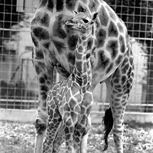 Delilah and baby giraffe seen here at Chessington Zoo. August 1977 77-04387