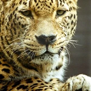 Depressed Leopard at London Zoo April 1991